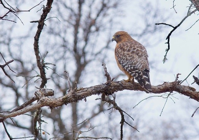redshoulderedhawkm24reservoir.jpg
