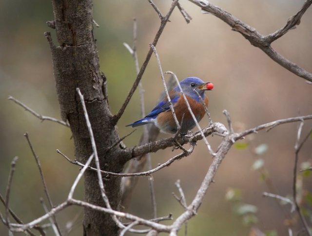 westernbluebirdwithberrym24ranch.jpg